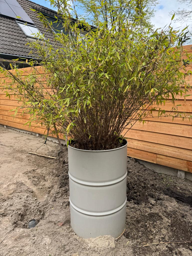 Zwarte bamboe (niet woekerend) in pot, Tuin en Terras, Bloeit niet, Halfschaduw, Overige soorten, Ophalen