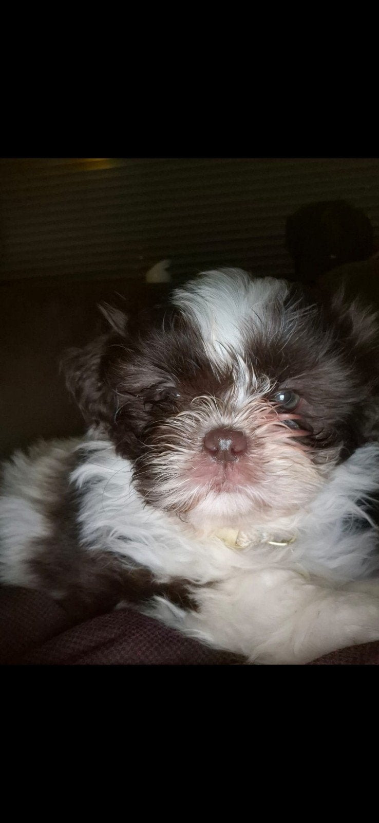 verwacht een nestje in oktober shih tzu pups, Overige rassen, 8 tot 15 weken, Meerdere, Meerdere dieren