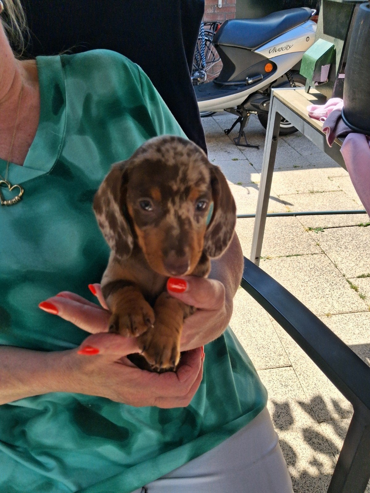 Te koop mooie merle korthaar teckel pups, Parvo, Standaard, 8 tot 15 weken, Korthaar