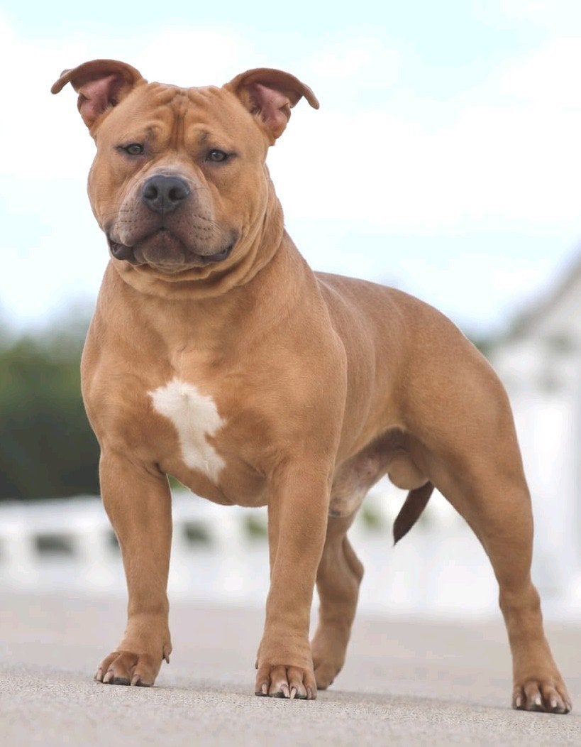 American Bully Standard Dekreu ABKC *zie omschrijving, 1 tot 2 jaar, Eén hond, Nederland, Particulier