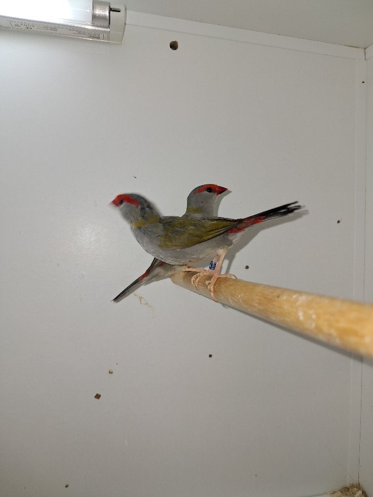 Dornastrilde, Meerdere dieren, Tropenvogel