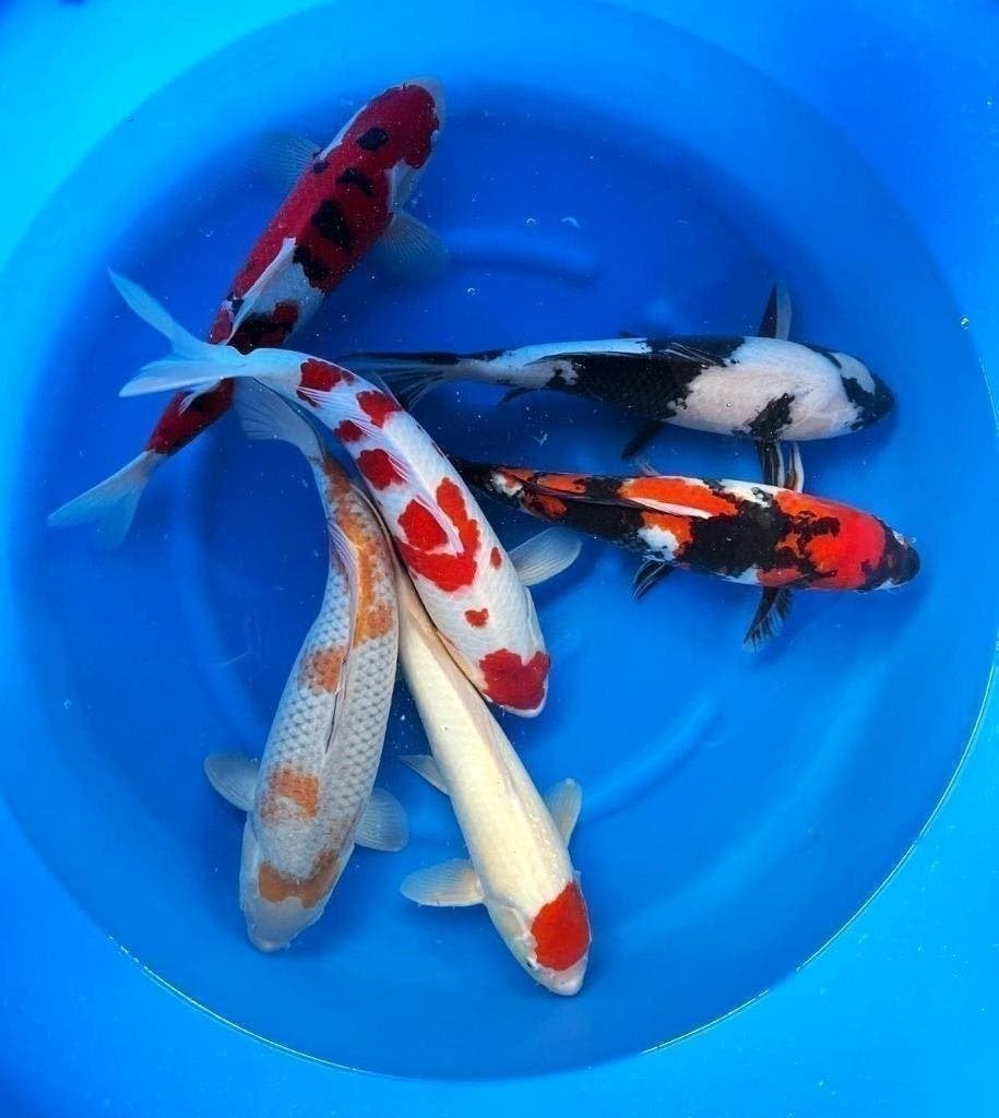 Japankoi, Jonge jumbo`s Nisai en al 55cm groot, Dieren en Toebehoren, Karper of Koi