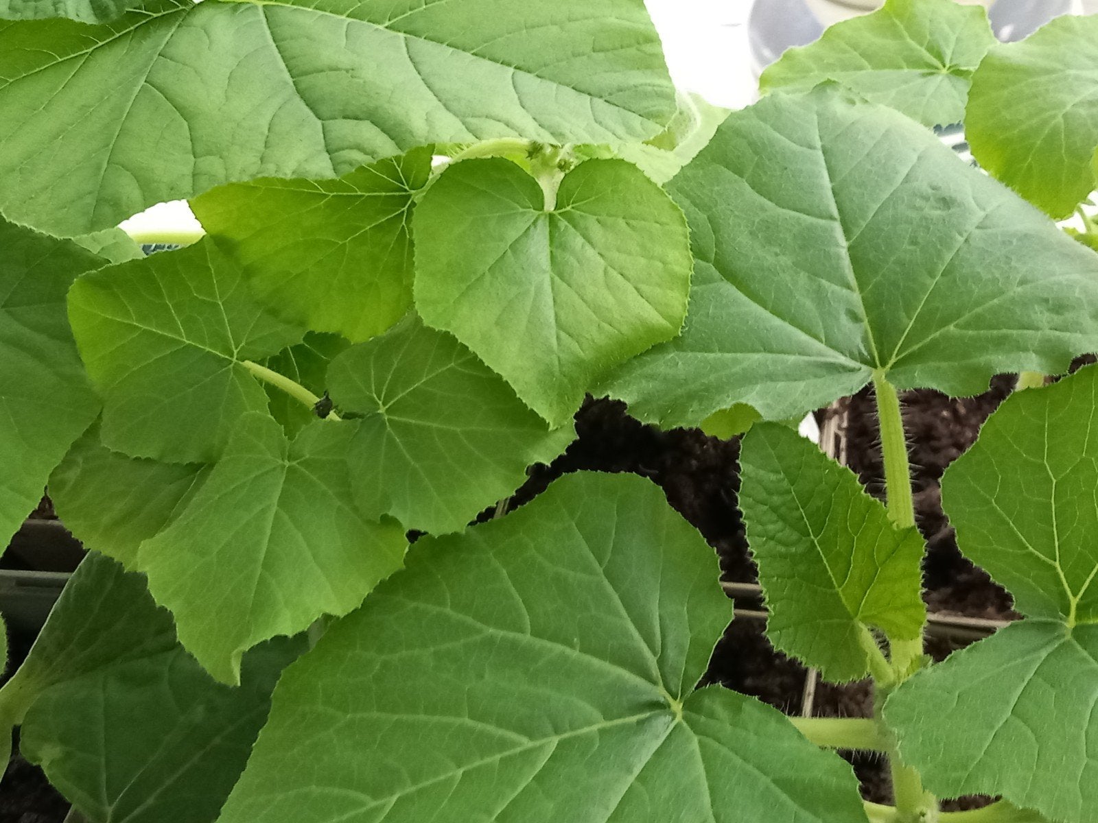 Pompoenen Hongaarse Blauwe, Tuin en Terras, Ophalen, Overige soorten, Volle zon