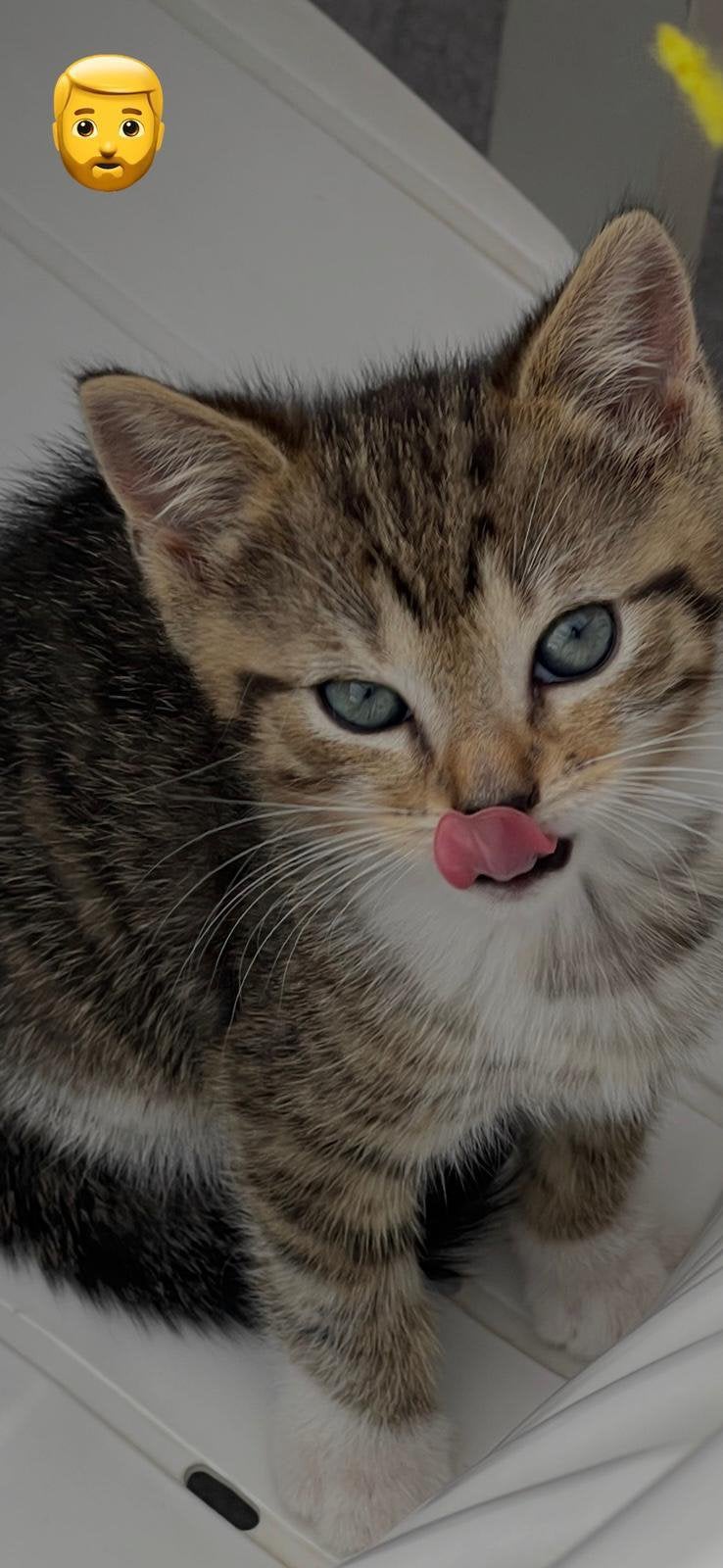 Katten, Dieren en Toebehoren, Meerdere dieren, Kortharig, 0 tot 2 jaar