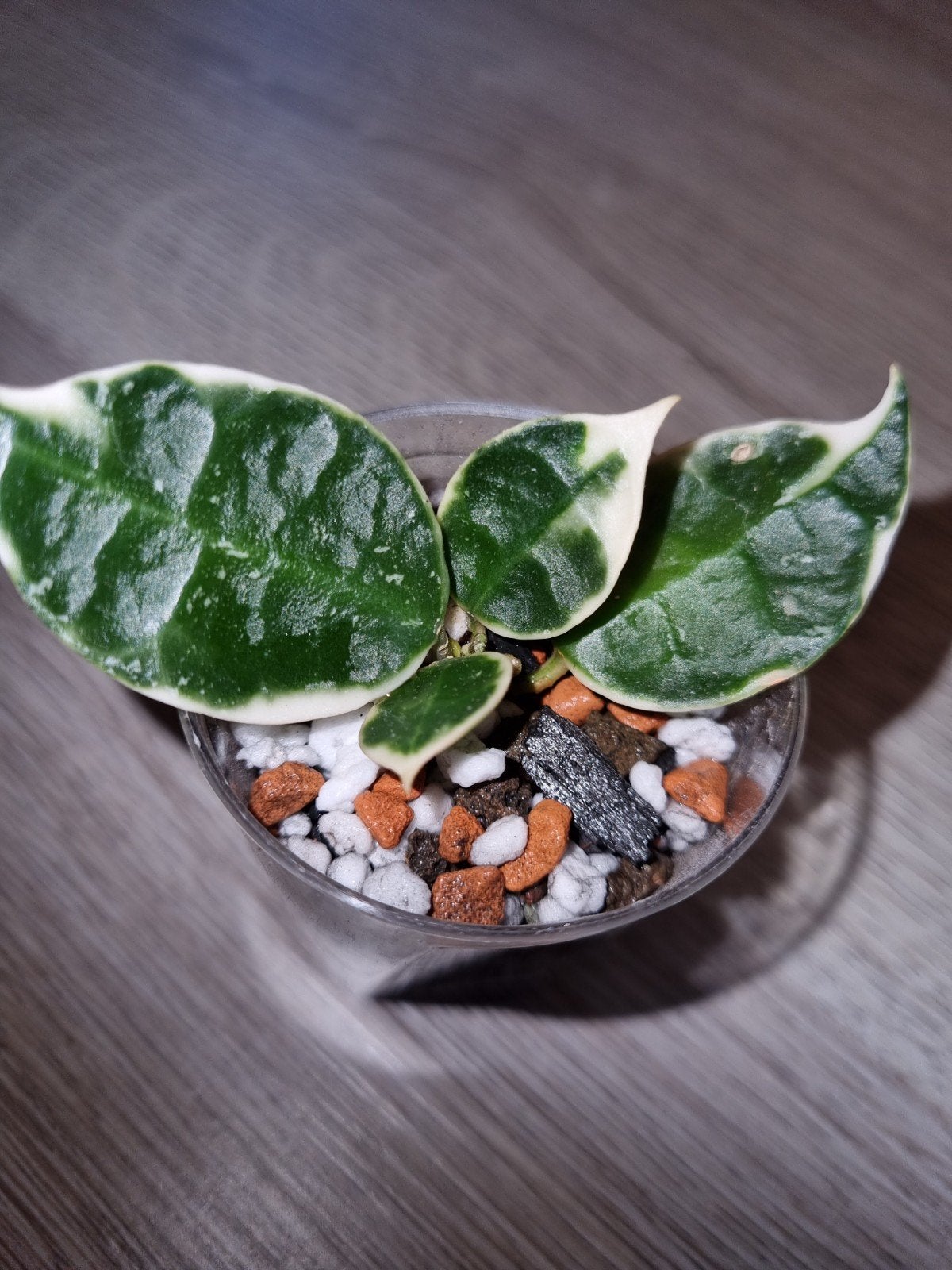 Hoya lacunosa asami wonosobo, Ophalen of Verzenden, Halfschaduw, Minder dan 100 cm