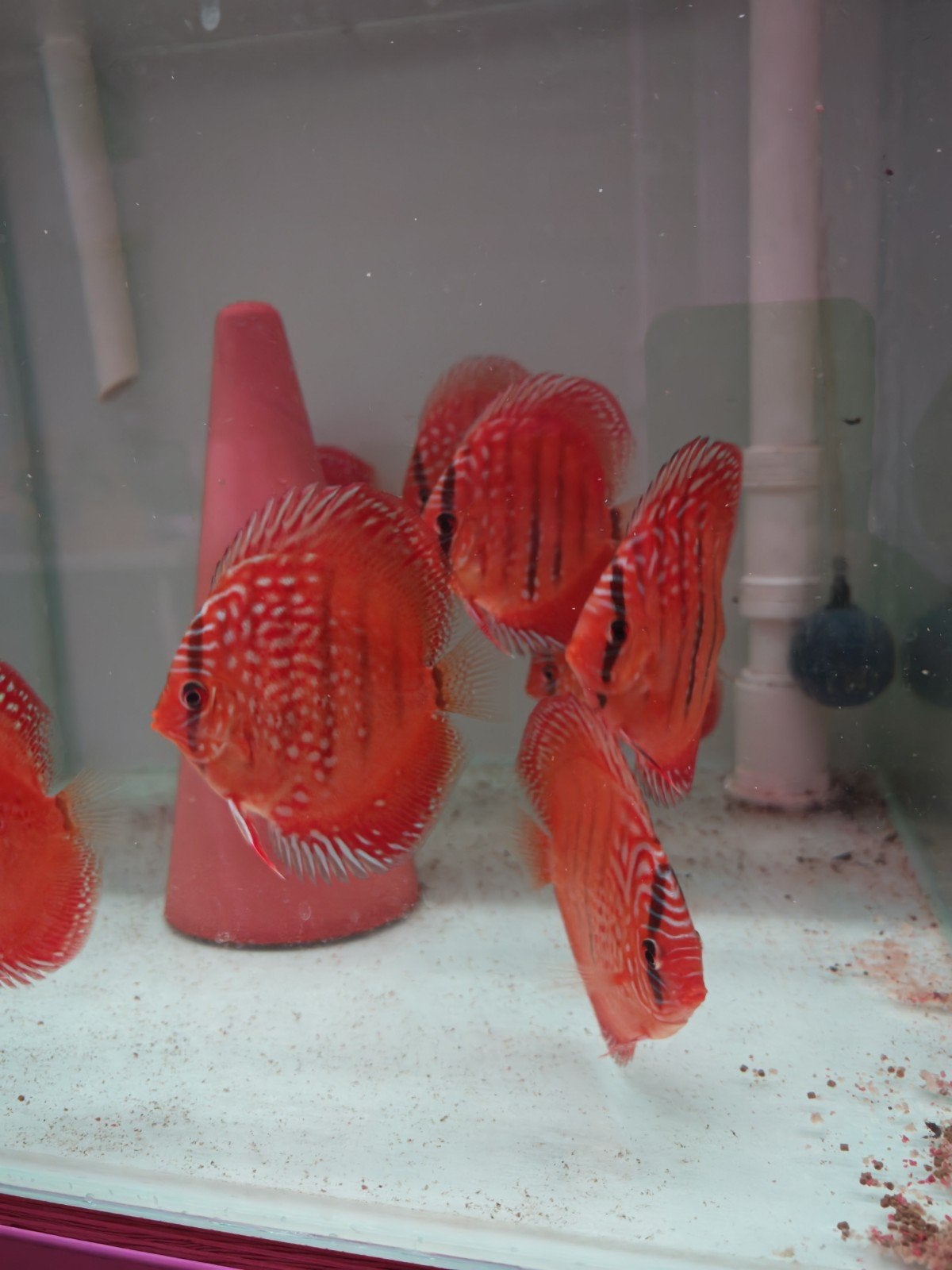 jonge discusvissen Weissflog wild red heckel, Dieren en Toebehoren, Vis