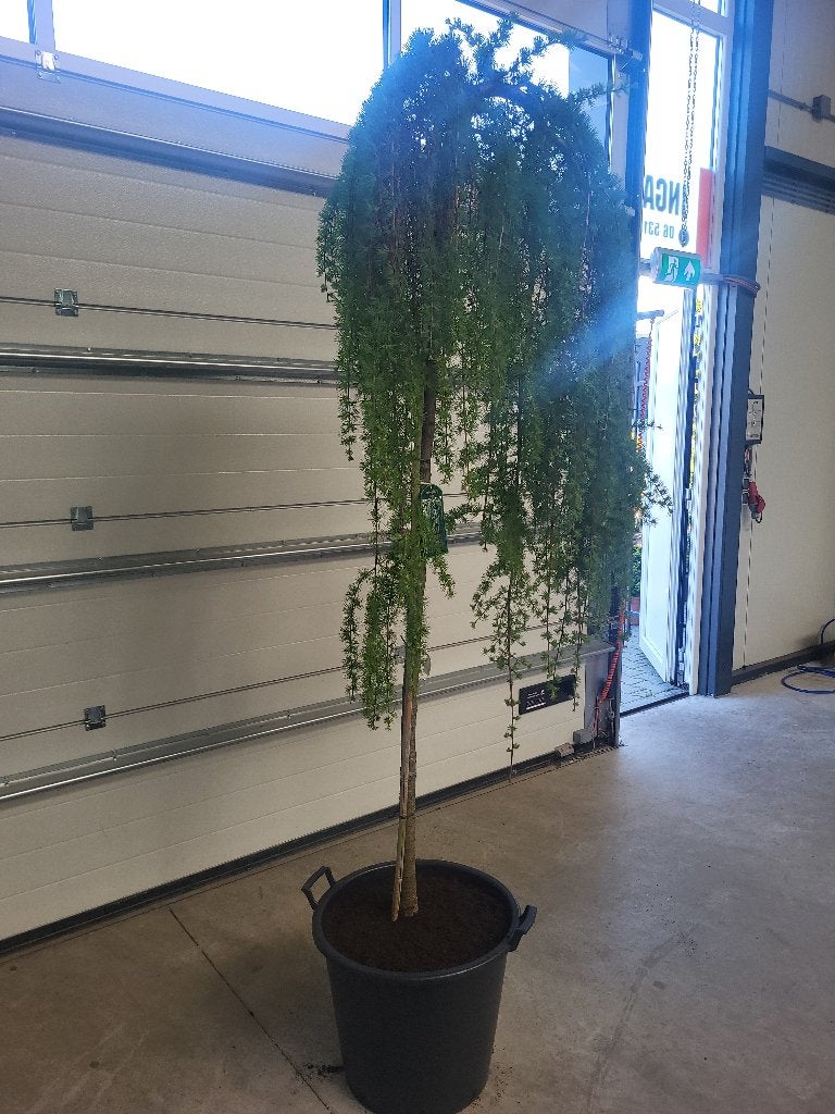 Larix Kaempf Stiff Weeper op stam, Bloeit niet, Treurboom, Ophalen of Verzenden, 100 tot 250 cm