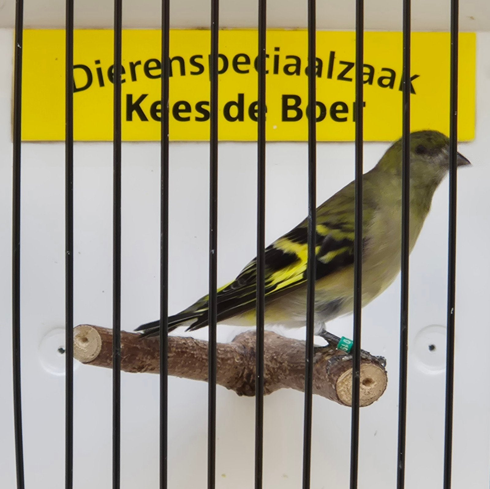 zwartkopsijzen
