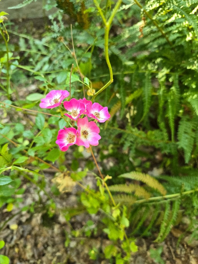 Tuinplanten gratis, Tuin en Terras, Planten | Tuinplanten, Vaste plant, Halfschaduw, Zomer, Ophalen