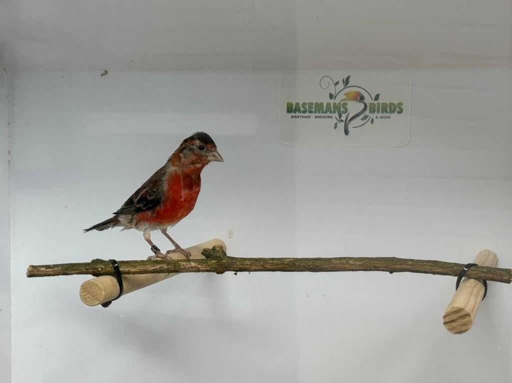 Bastaard kapoetsesijs (F1) TOP zangers, Dieren en Toebehoren, Mannelijk, Wildzangvogel, Geringd