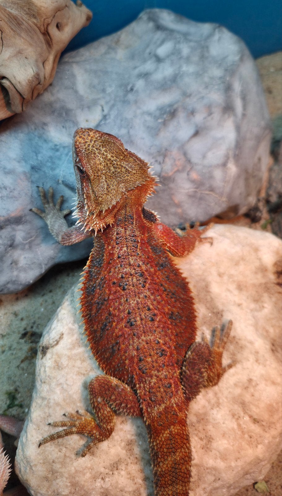 Erg mooie spanishred  tiger baardagaam vrouwtje aangeboden, Dieren en Toebehoren, Reptielen en Amfibieën, Hagedis, Tam, 0 tot 2 jaar