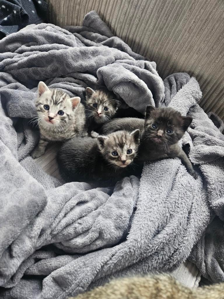 4 kittens, half Bengaal half britse korthaar, Dieren en Toebehoren, Katten en Kittens | Raskatten | Korthaar, Meerdere dieren