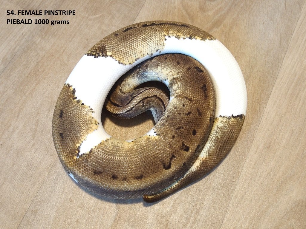 Koningspythons halfwas en volwassen kweekdieren deel 3 Ball Python photo 6
