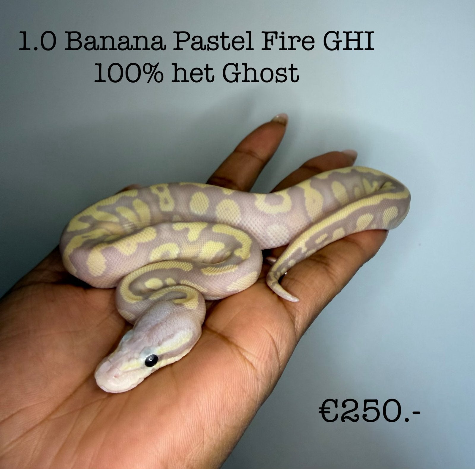 1.0 Banana Pastel Fire GHI 100% het ghost NK26 Ball Python - male for sale from Valerie