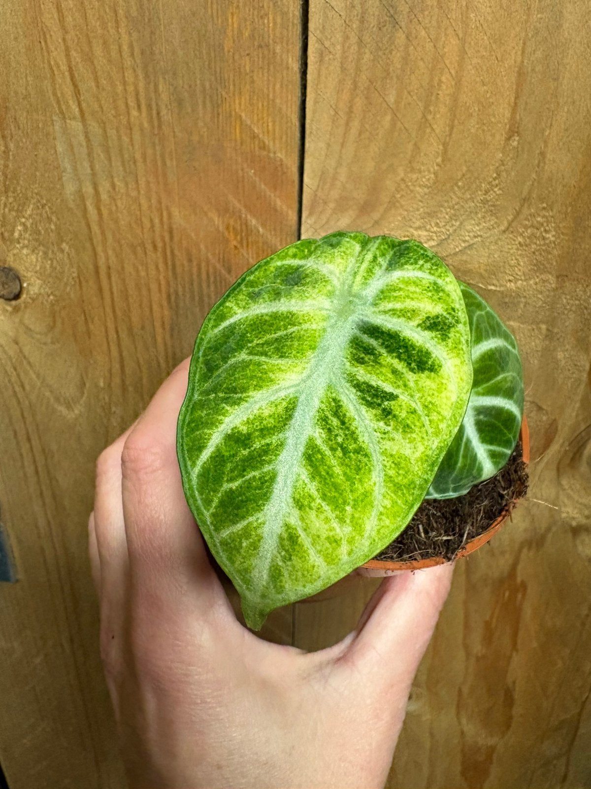 Alocasia ninja variegata plant aurea yellow mint marble, Ophalen of Verzenden, Halfschaduw, Minder dan 100 cm