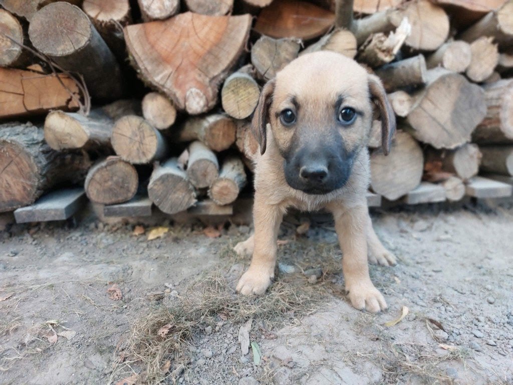 PUP,  EDDY EN ZIJN BROERTJES ZOEKEN EEN THUIS, Dieren en Toebehoren, Particulier, 15 weken tot 1 jaar, Buitenland, Meerdere
