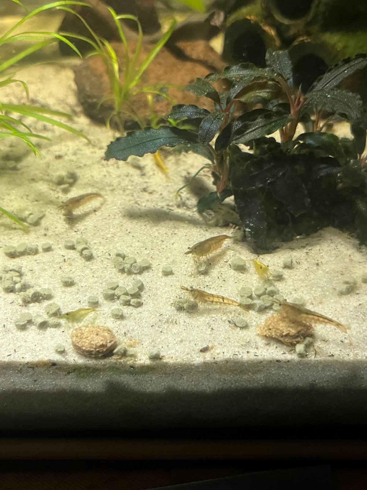Aquarium Garnalen, Dieren en Toebehoren, Kreeft, Krab of Garnaal, Zoetwatervis