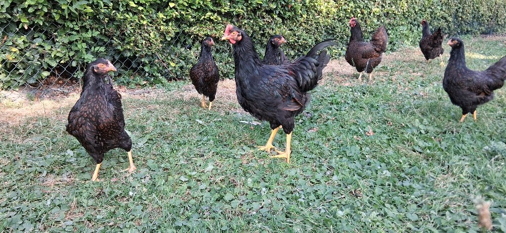 Barnevelder hanen, dubbelgezoomd, Dieren en Toebehoren, Pluimvee, Mannelijk, Kip