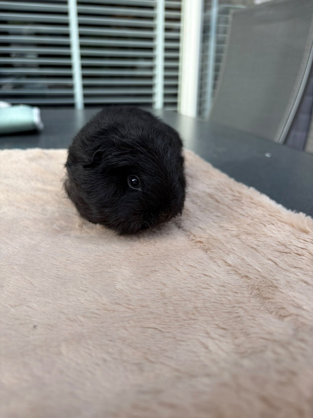 jonge cavia beer, Dieren en Toebehoren, Ophalen, Nieuw
