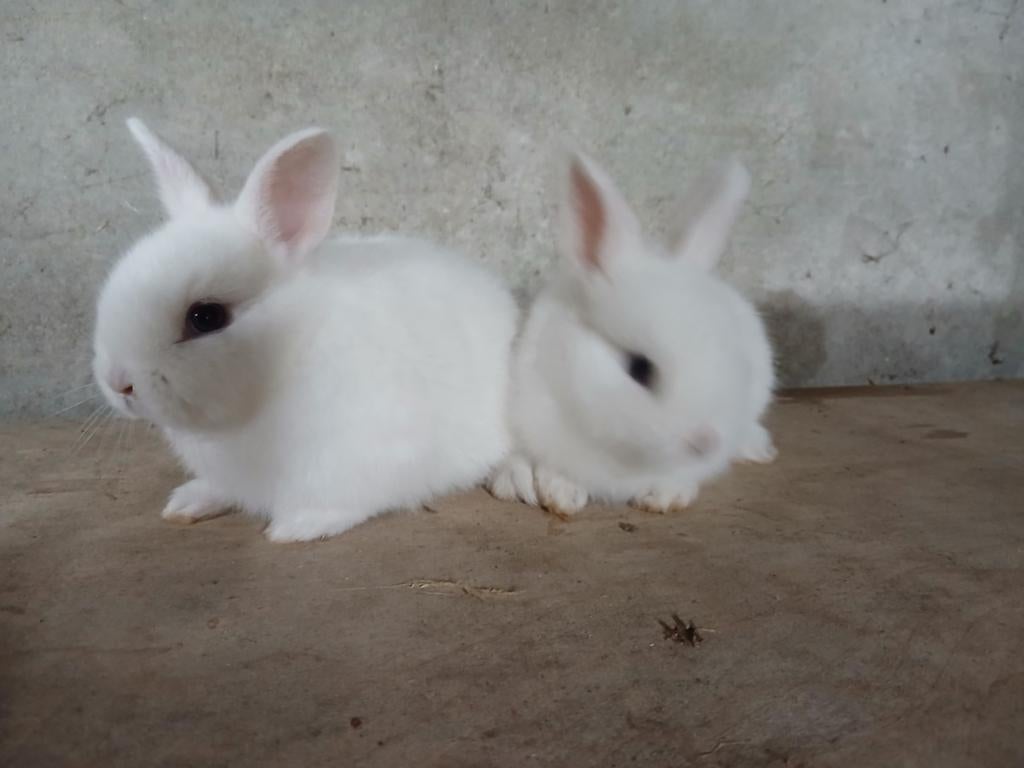 dwerg konijntjes, Meerdere dieren, Klein, 0 tot 2 jaar