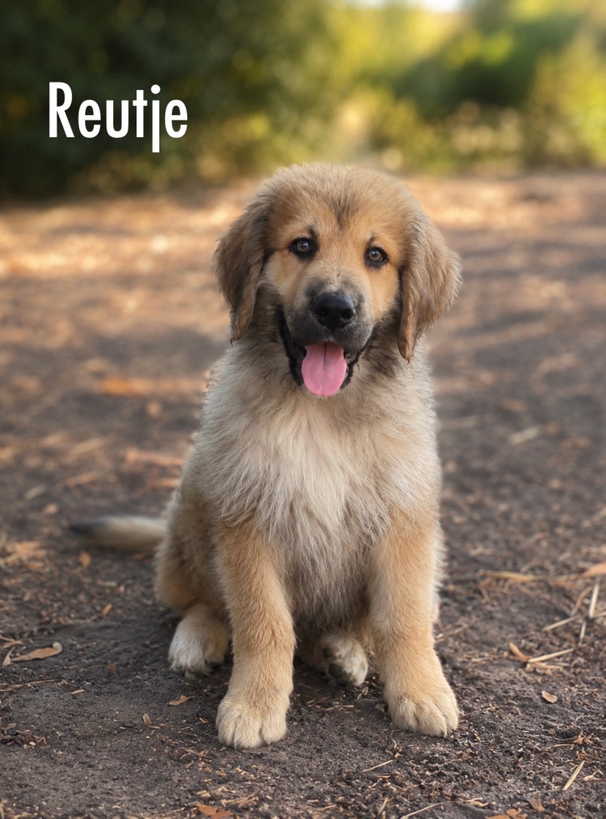 Prachtige pups  Berner Sennen X Tibetaanse Berghond, HCC (leverziekte), 8 tot 15 weken, Groot, Meerdere