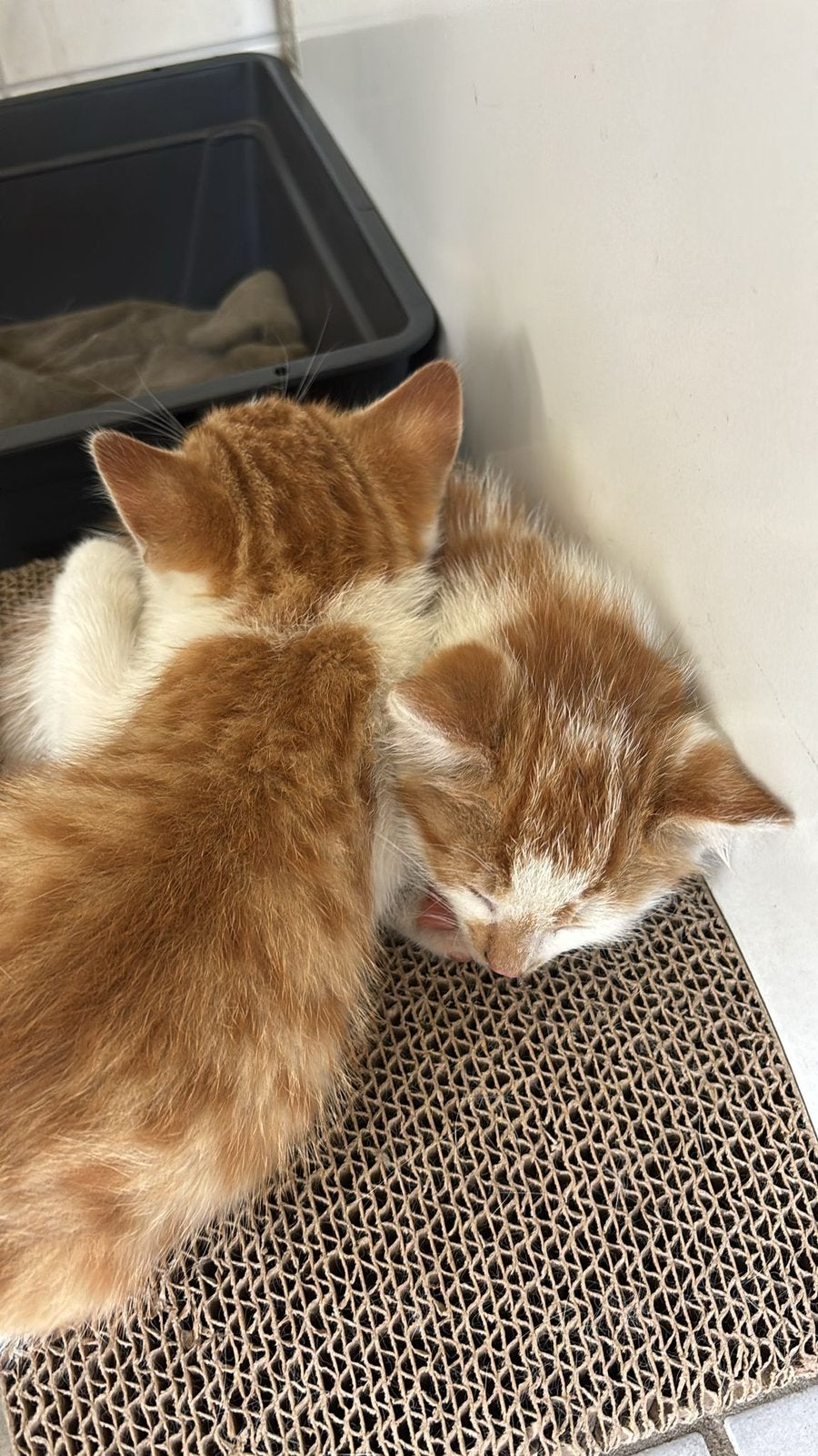 Kittens: katerjes zoeken een goed huisje, Dieren en Toebehoren, Katten en Kittens | Raskatten | Langhaar, Kater