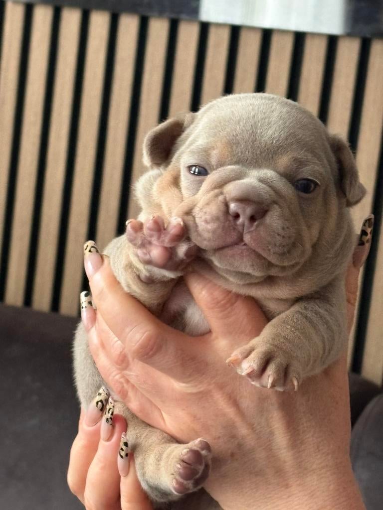 Franse Bulldog pups met stamboom, Dieren en Toebehoren, Honden | Bulldogs, Pinschers en Molossers, Parvo, 8 tot 15 weken, Bulldog