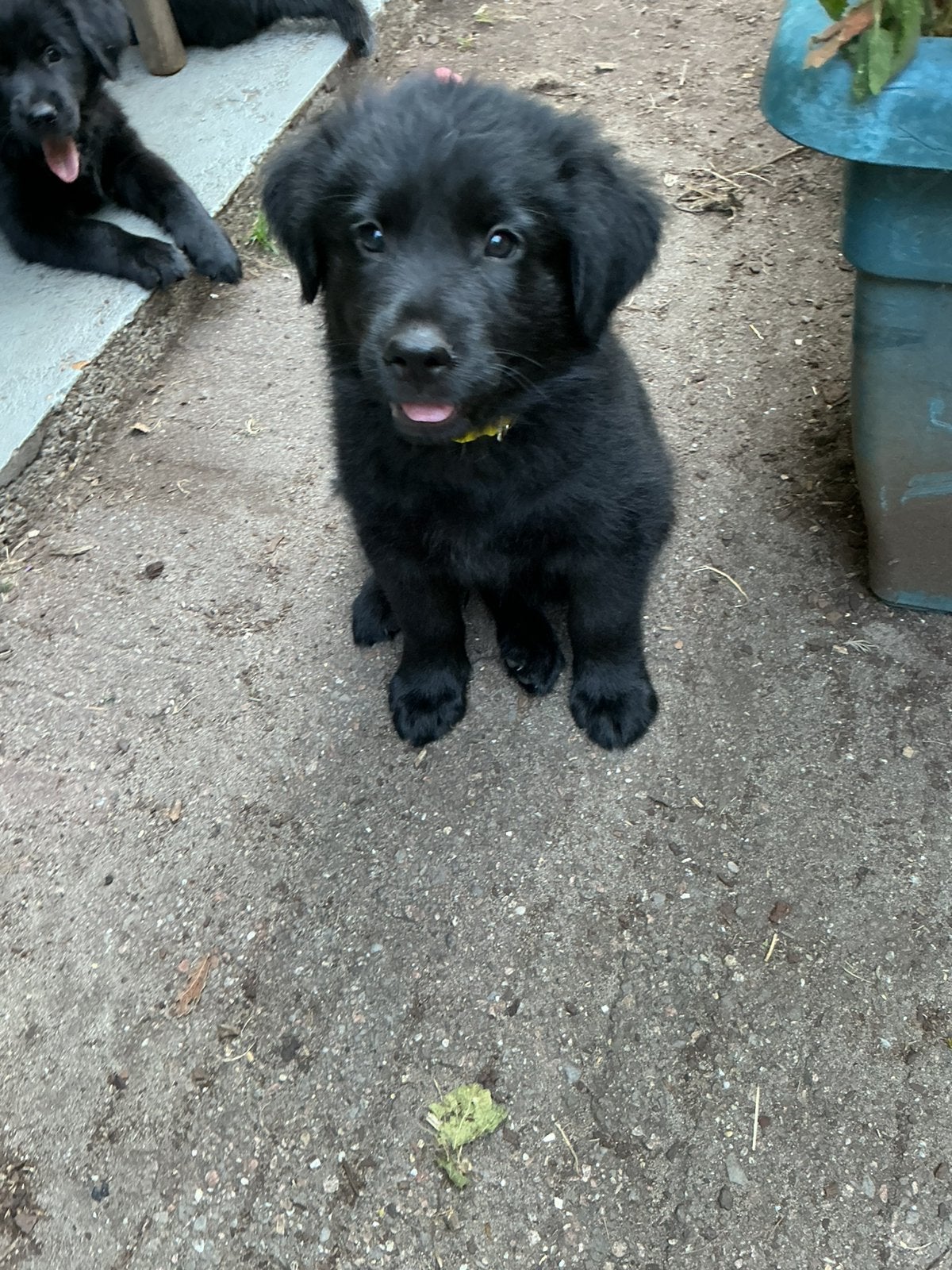 Eurasier herder x Golden Retriever, één reutje, Dieren en Toebehoren, Parvo, Reu, 8 tot 15 weken, Eén hond