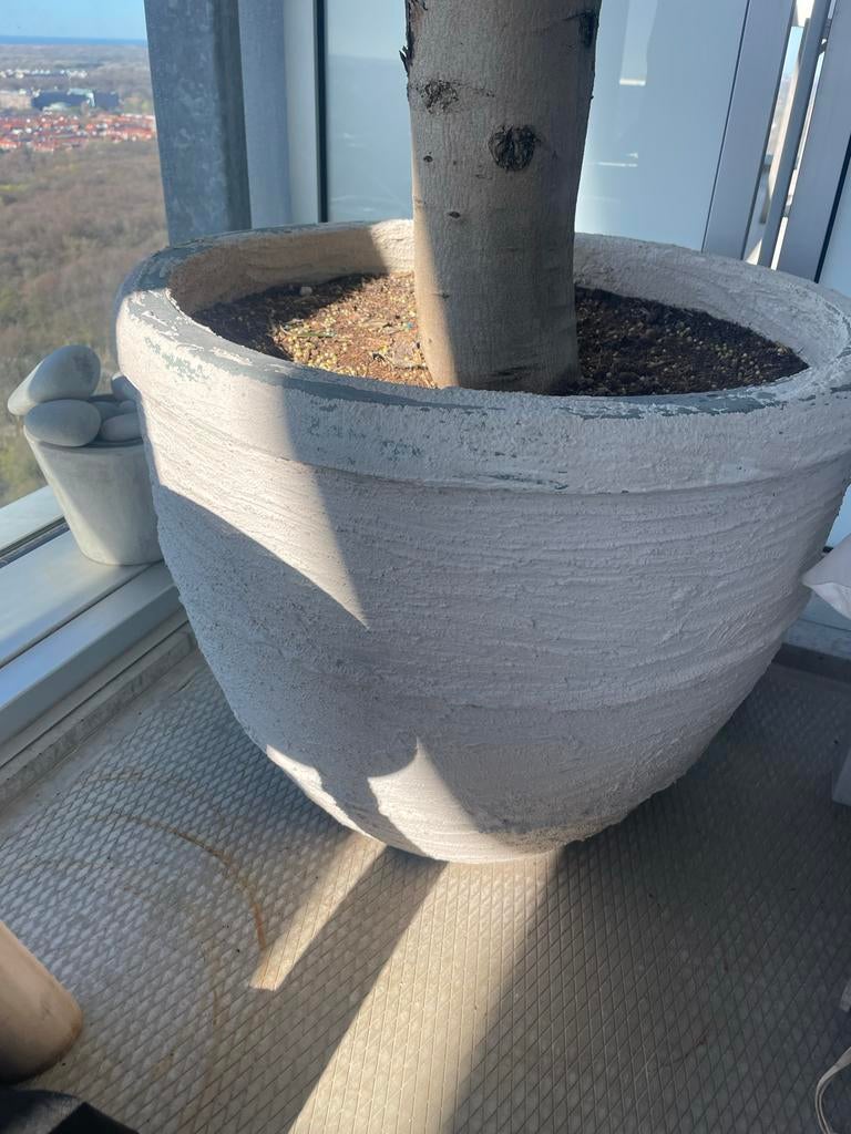 Grote pot voor olijfboom, Ophalen, Gebruikt, Minder dan 60 cm, Rond