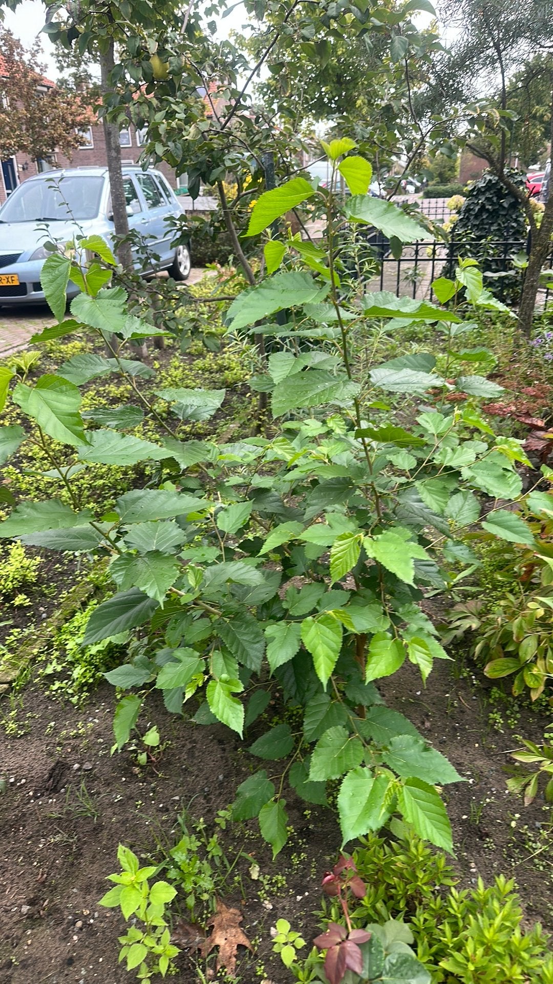 Moerbei boom, Tuin en Terras, Ophalen, Volle zon, Overige soorten