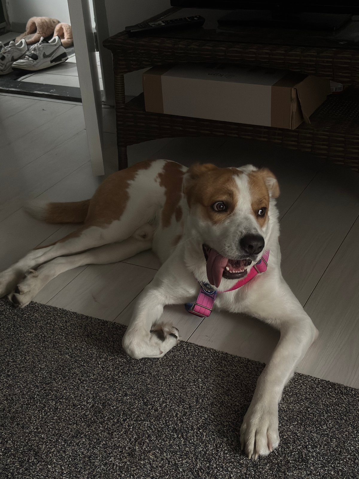 Tobby zoekt nieuwe huis, Parvo, Reu, 1 tot 2 jaar, Eén hond