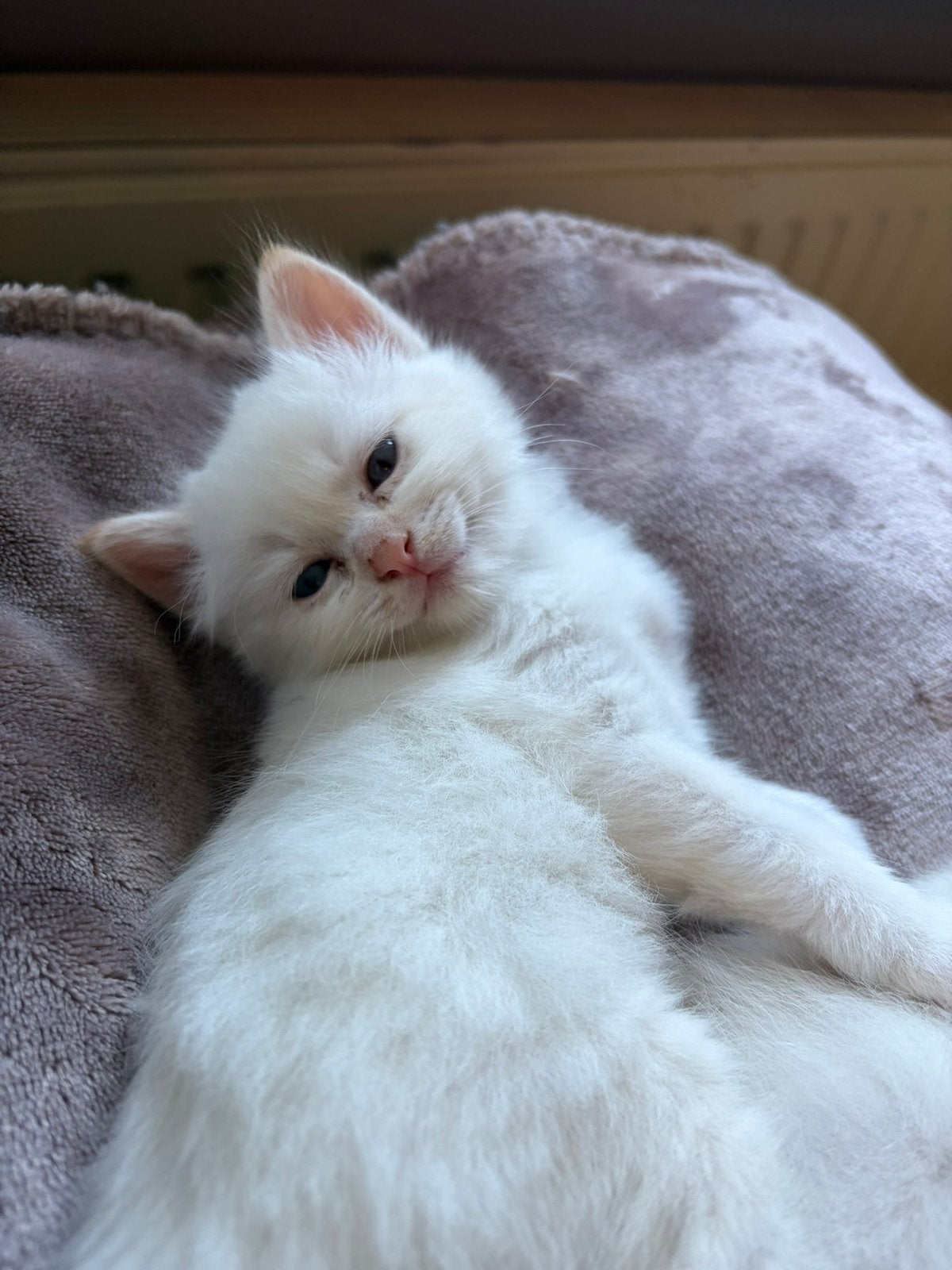 Heilige Birmaan (red-points en tabby-points) kittens, Dieren en Toebehoren, Katten en Kittens | Raskatten | Langhaar, Meerdere dieren