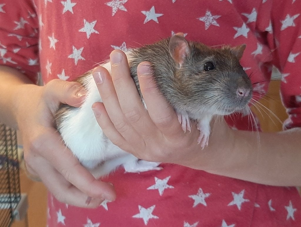 Tamme ratten inclusief hok, Dieren en Toebehoren, Knaagdieren, Rat, Mannelijk, December, Tam