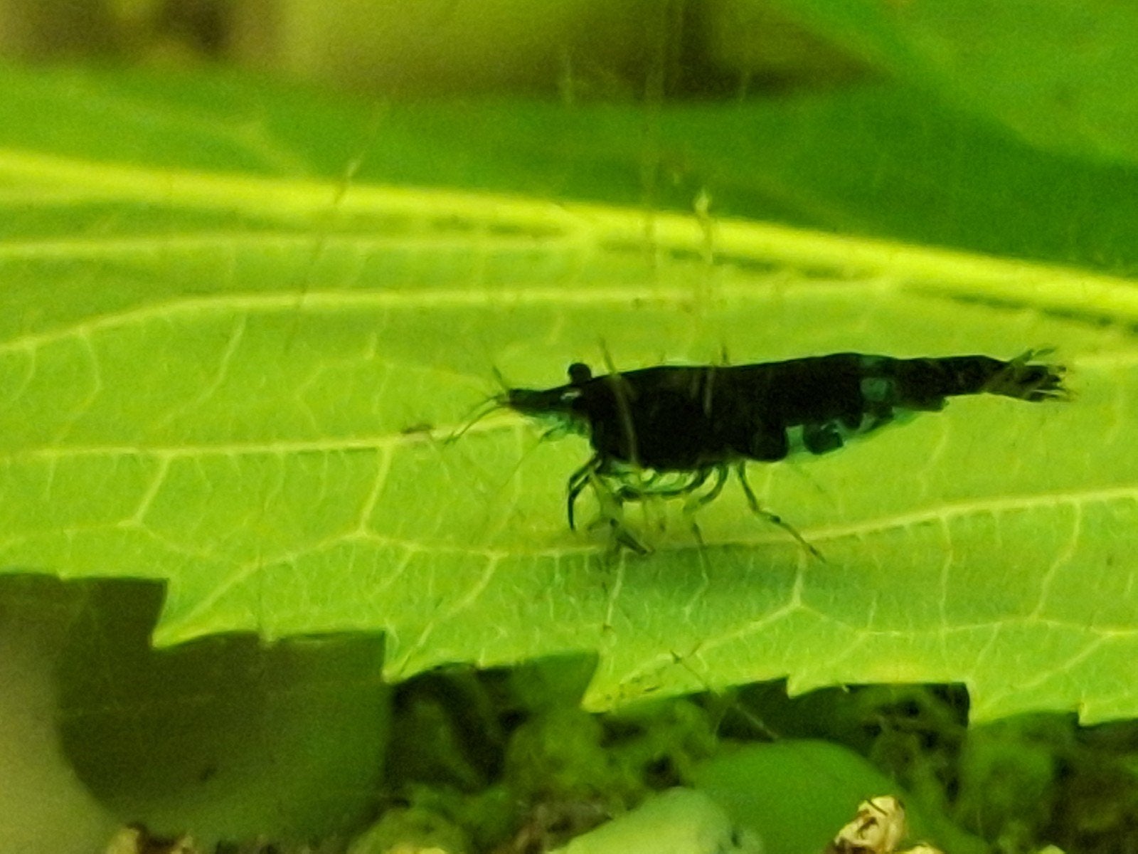 Blauwe garnalen, Kreeft, Krab of Garnaal