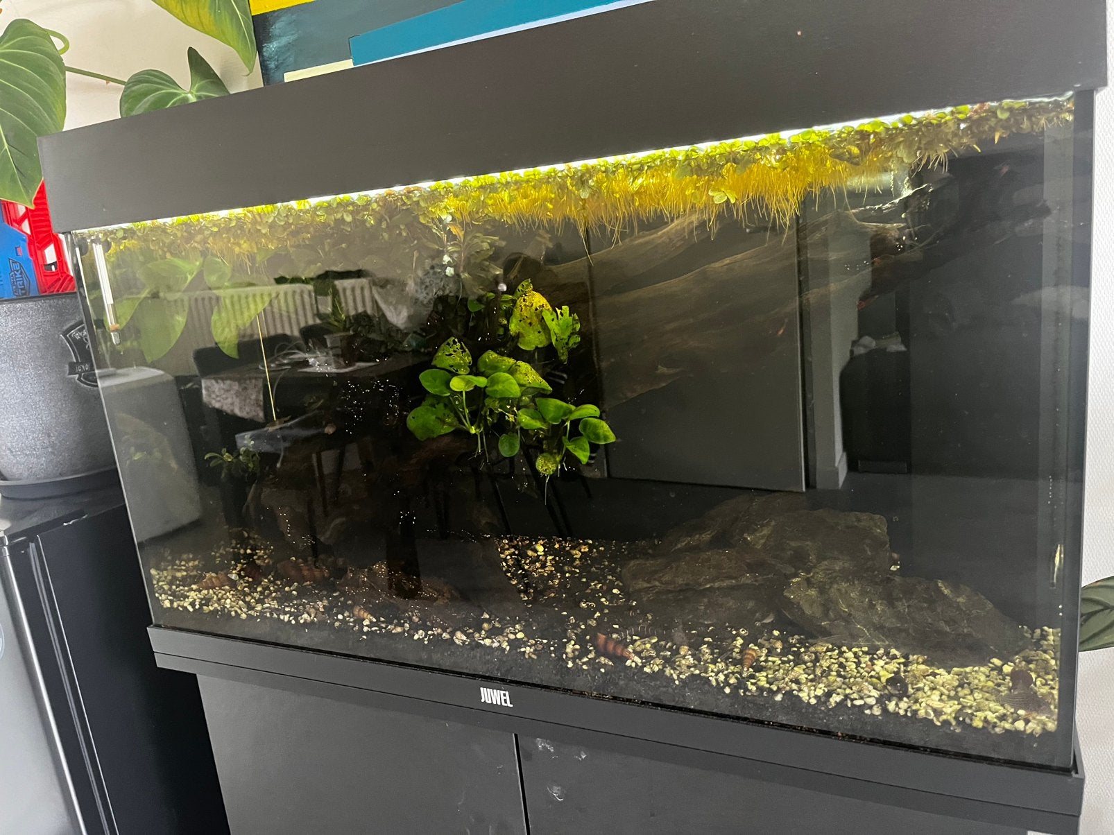 Juwel aquarium inclusief vissen, Ophalen, Gebruikt, Gevuld zoetwateraquarium, Inclusief vissen