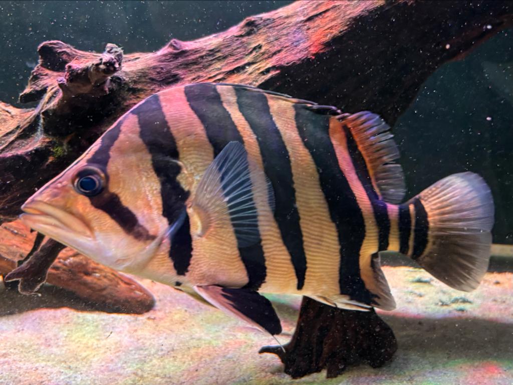 Datnioides tijgerbaars, Dieren en Toebehoren, Vis