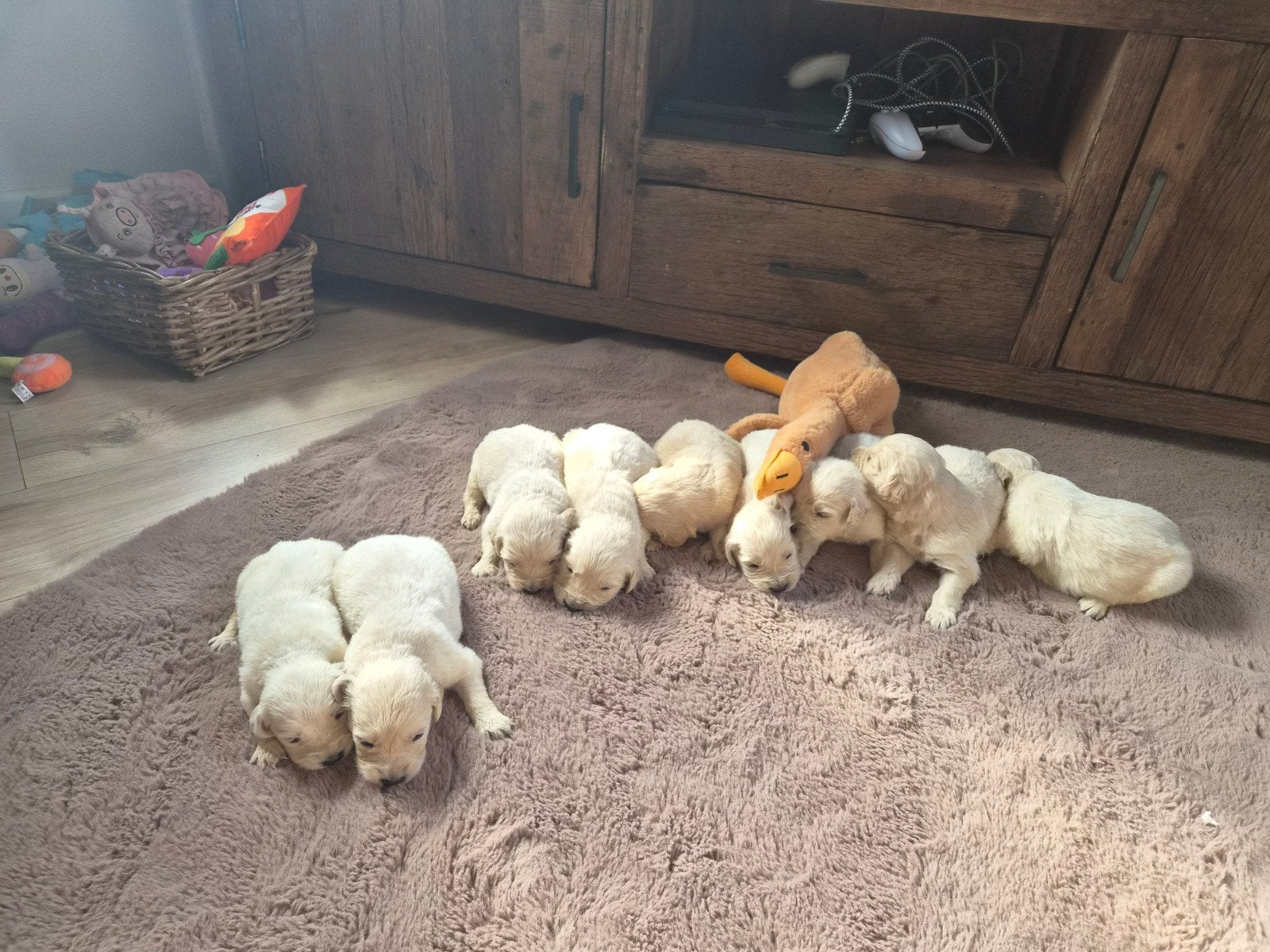 Golden Retriever Pups, Dieren en Toebehoren, Honden | Retrievers, Spaniëls en Waterhonden, Golden retriever, 8 tot 15 weken, Parvo