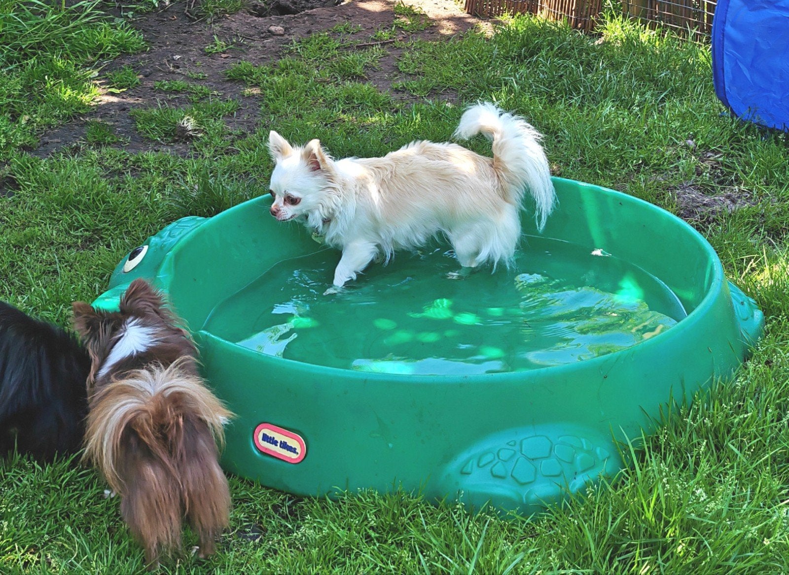 Chihuahua pommeriaan gezocht getest dekreutje, Dieren en Toebehoren, Honden | Chihuahua's en Gezelschapshonden, Parvo, Reu, Eén hond