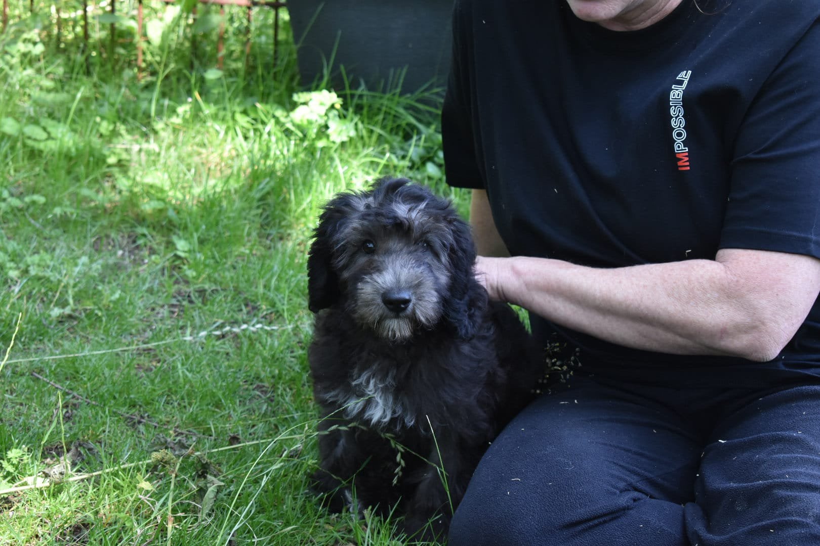Laatste Prachtige zeer lieve ShiPoo(shihtzu x Poedel) reutje, Dieren en Toebehoren, Honden | Chihuahua's en Gezelschapshonden