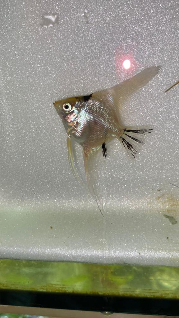 Maanvis baby (Pterophyllum scalare gold koi) alles voor €25, Vis