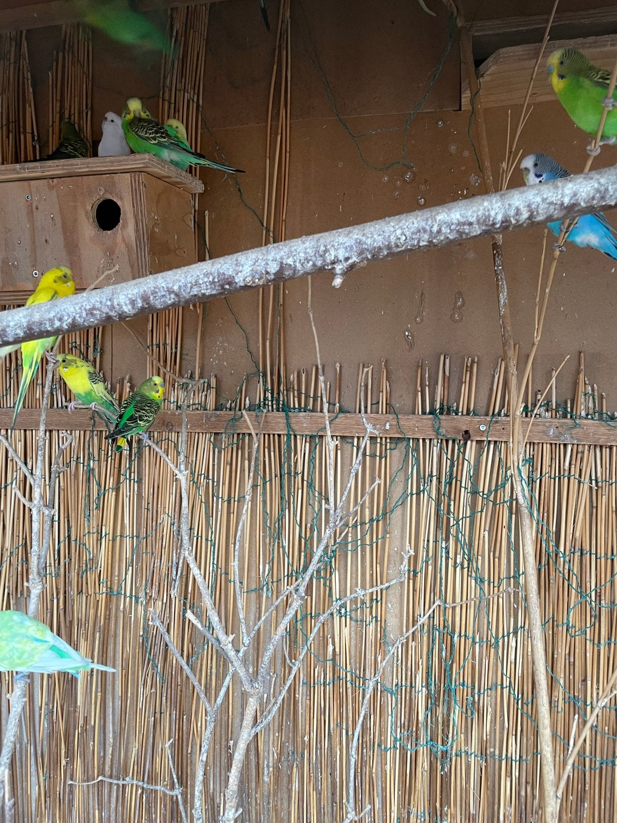 Verschillende grasparkieten te koop, Meerdere dieren
