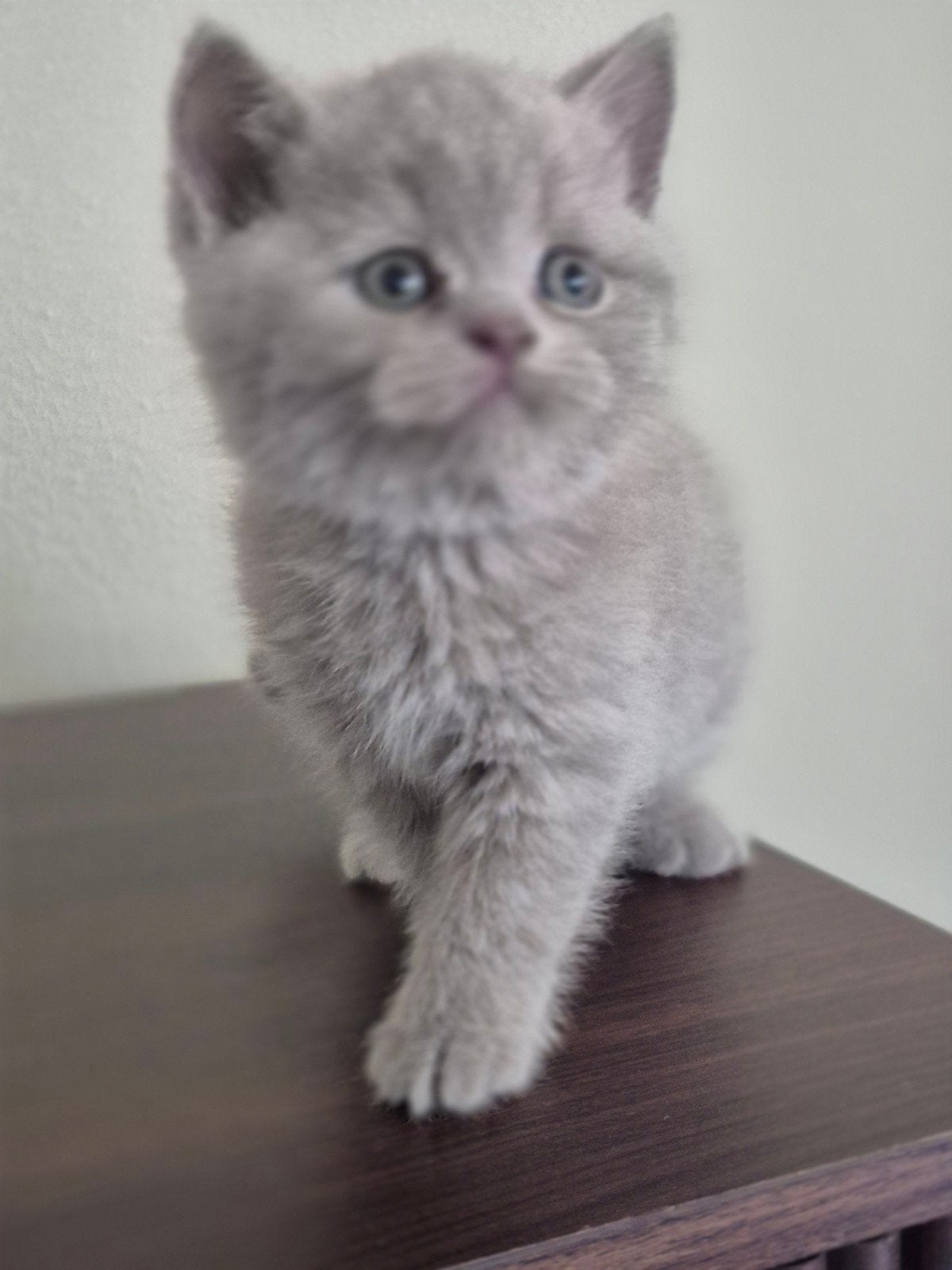 Laatste British korthaar, lilac poesje.  Nu 7 wk nog 1 besch, Kater, Ingeënt, 0 tot 2 jaar
