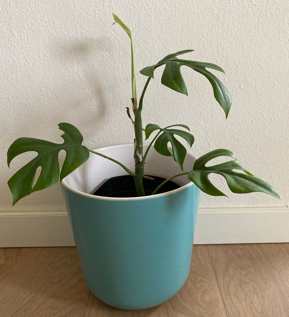 Mooie Monstera minima (Rhaphidophora Tetrasperma) (no.1), Huis en Inrichting, Ophalen, Overige soorten, Halfschaduw, In pot