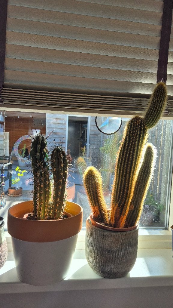 Grote cactussen, Huis en Inrichting, Kamerplanten, Ophalen, Halfschaduw, Minder dan 100 cm, Groene kamerplant