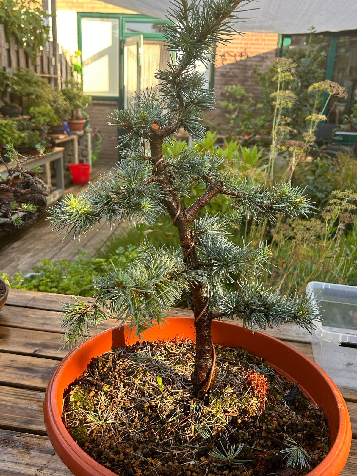 Blauwe Atlas Ceder Bonsai - Uniek en Decoratief, Volle zon, Vaste plant, Bloeit niet, Ophalen