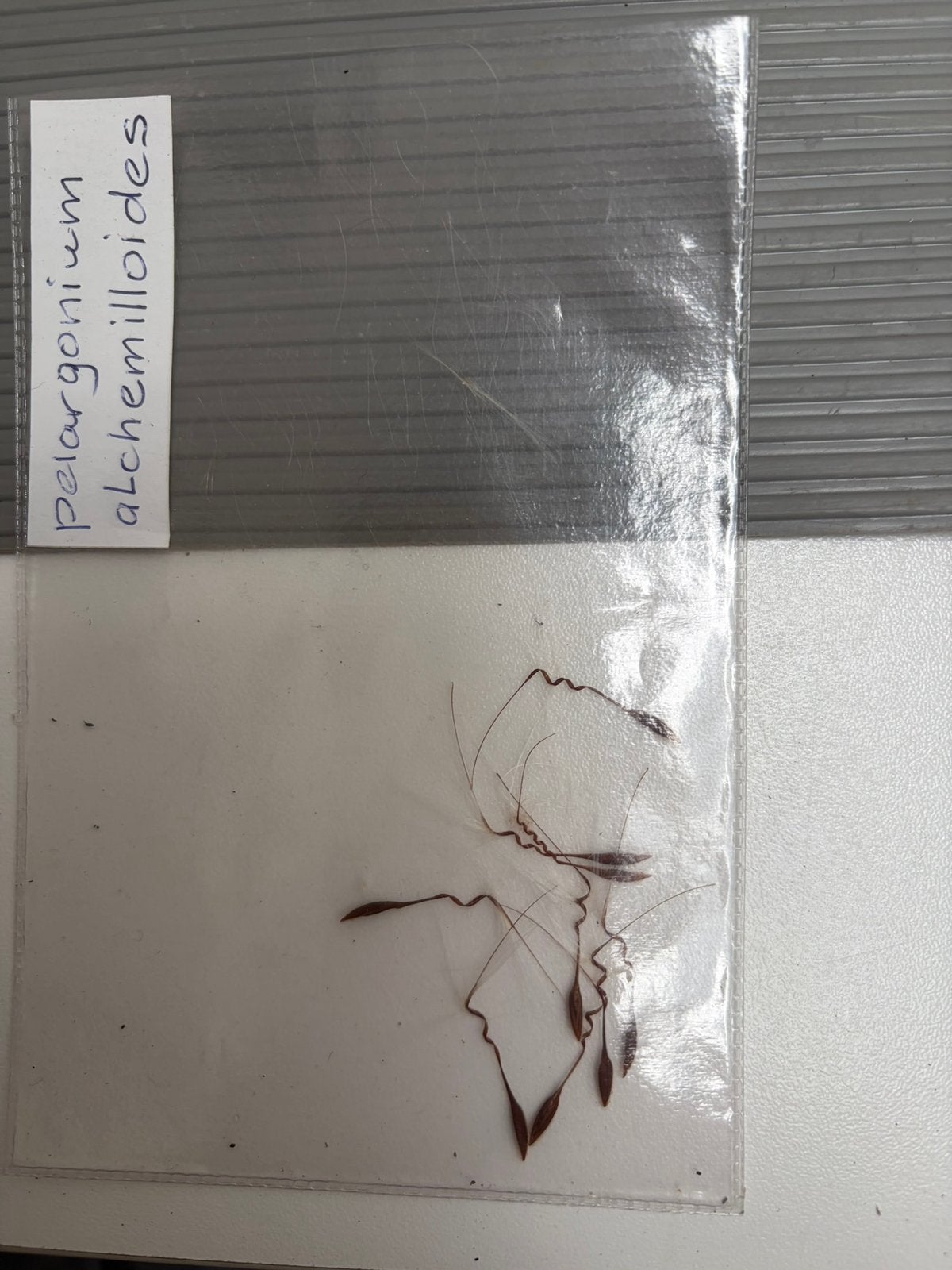 Zaden van de pelargonium Alchemenilloides., Ophalen