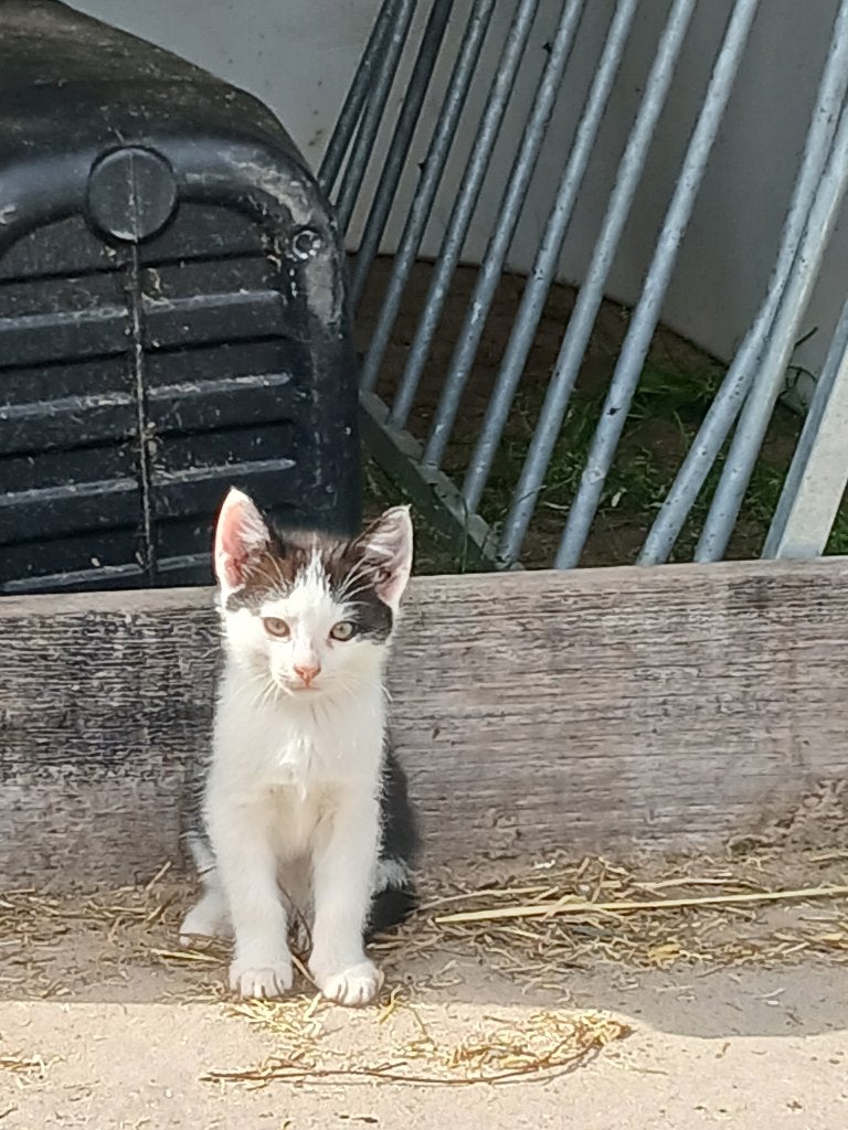 Kittens, Dieren en Toebehoren, Meerdere dieren, Gechipt, 0 tot 2 jaar