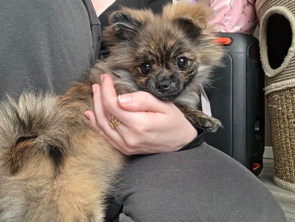 Super lief pomeriaan teefje, Dieren en Toebehoren, 15 weken tot 1 jaar, Overige rassen, Teef, Parvo