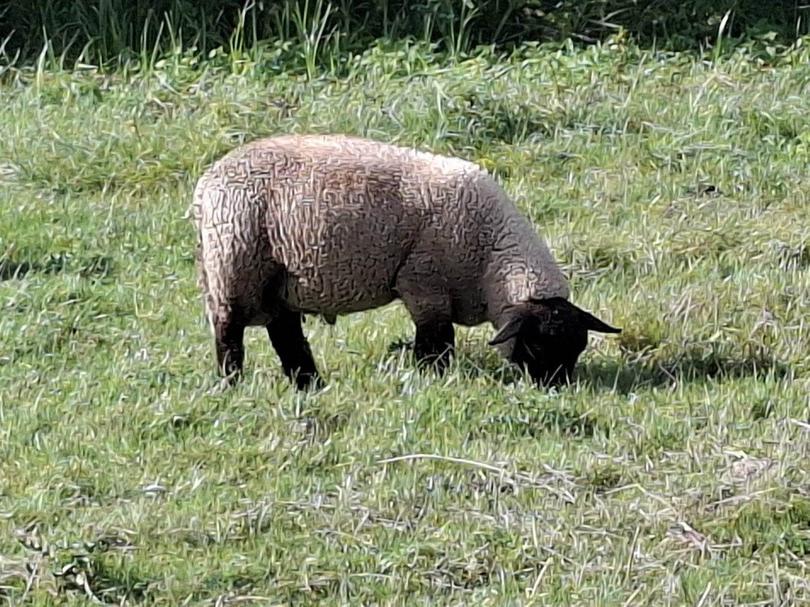 3 suffolk dekrammen, Dieren en Toebehoren, Schapen, Geiten en Varkens, Mannelijk, Geit