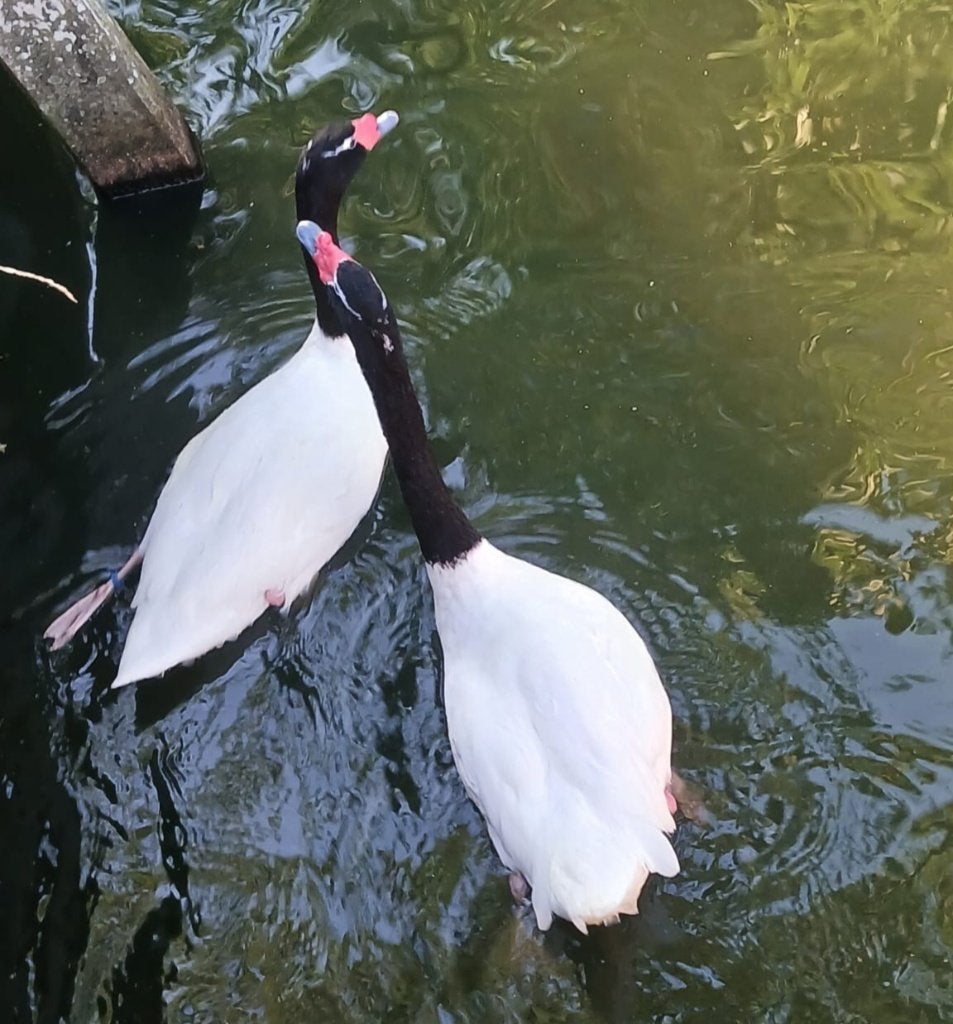 Koppel zwarthalszwanen, Dieren en Toebehoren, Pluimvee, Meerdere dieren, Gans of Zwaan